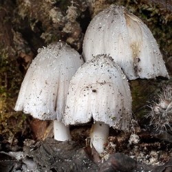 гриб гнойовик властивості