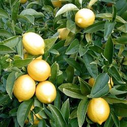рослина лимон